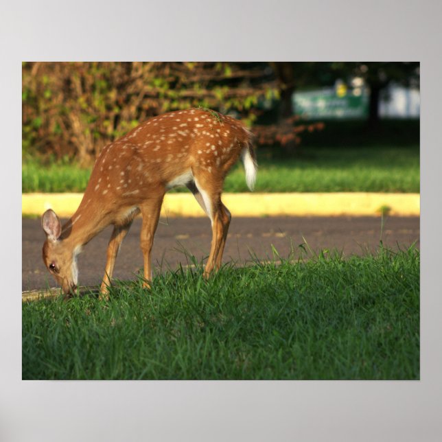 Deer Photo Poster (Frente)
