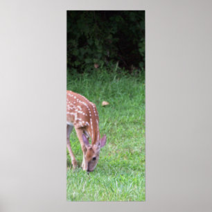 Deer Photo Poster