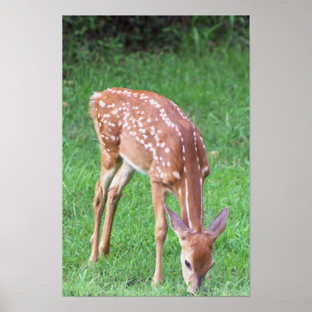 Deer Photo Poster (Frente)
