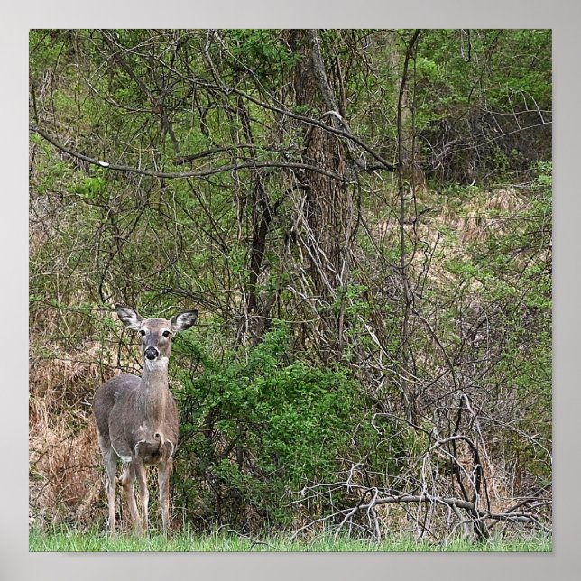 Deer Photo Poster (Frente)