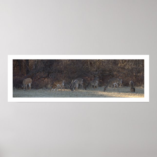 Deer Photo Poster (Frente)
