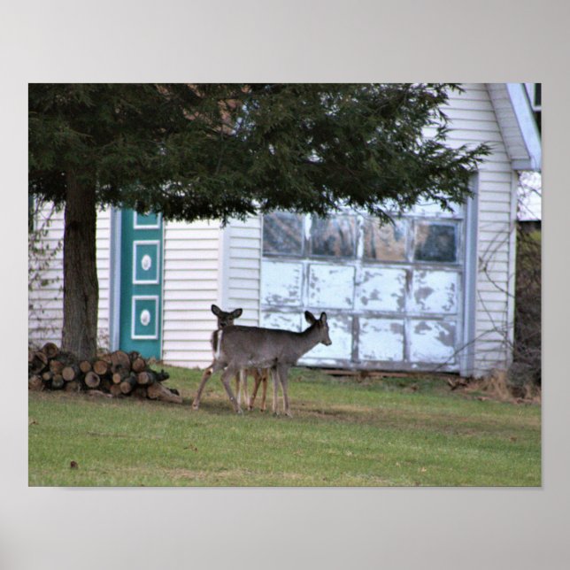 Deer Photo Poster (Frente)
