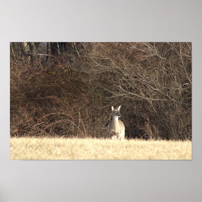 Deer Photo Poster (Frente)