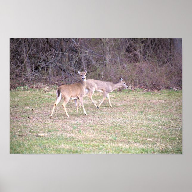 Deer Photo Poster (Frente)