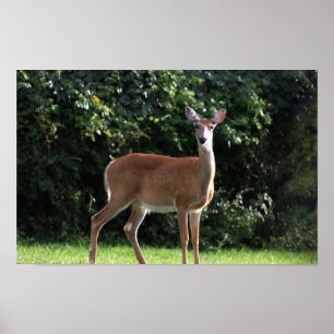 Deer Photo Poster