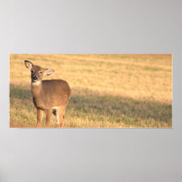 Deer Photo Poster