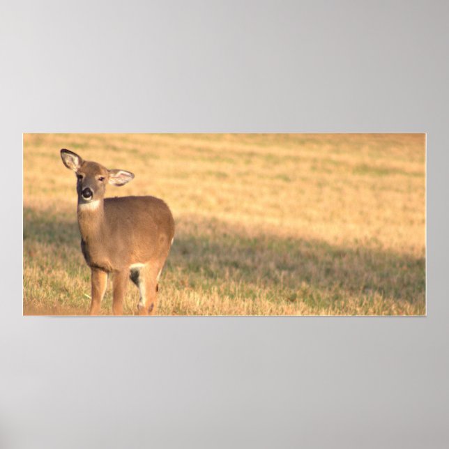 Deer Photo Poster (Frente)