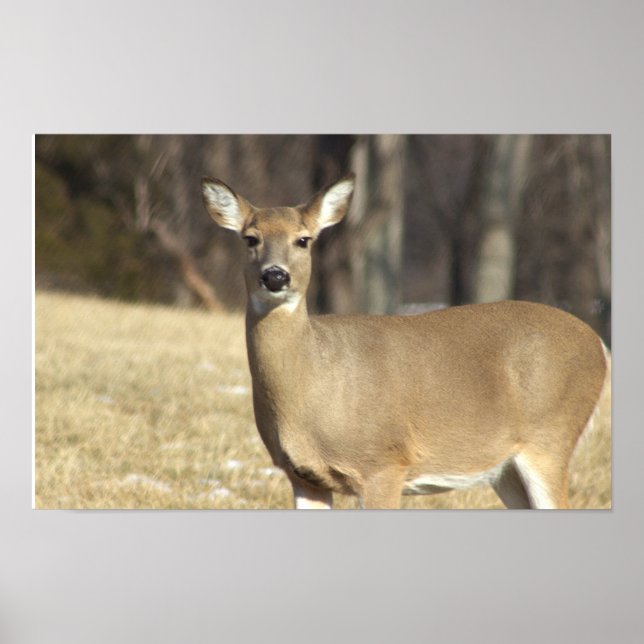 Deer Photo Poster (Frente)
