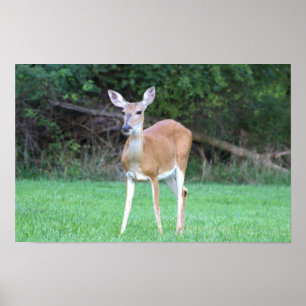 Deer Poster