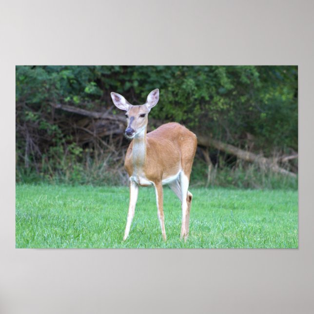 Deer Poster (Frente)