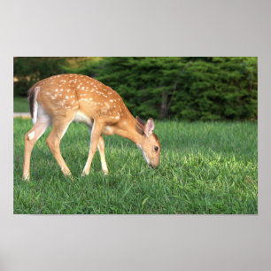 Deer Poster