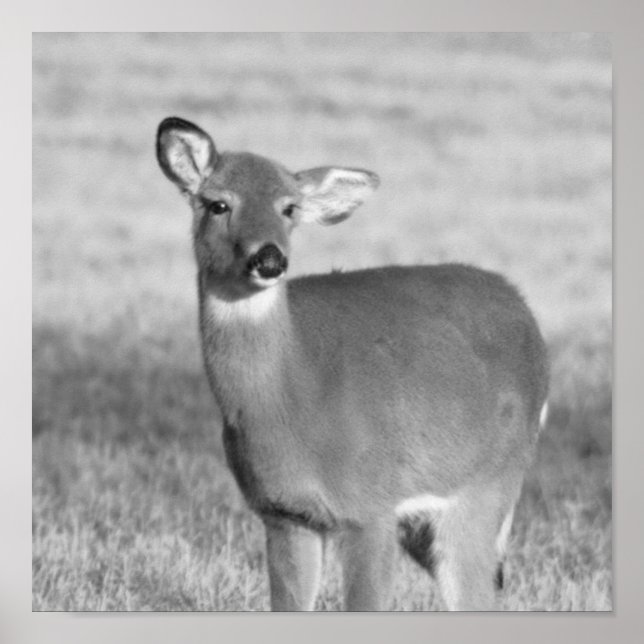 Deer Poster (Frente)