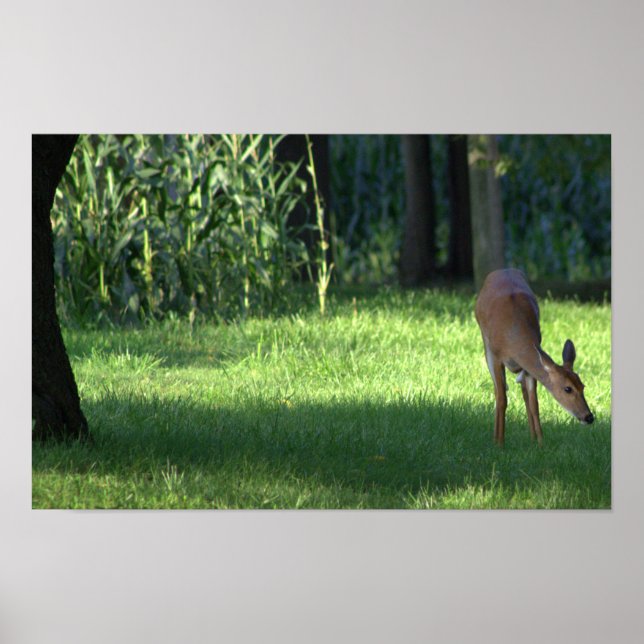Deer Poster (Frente)