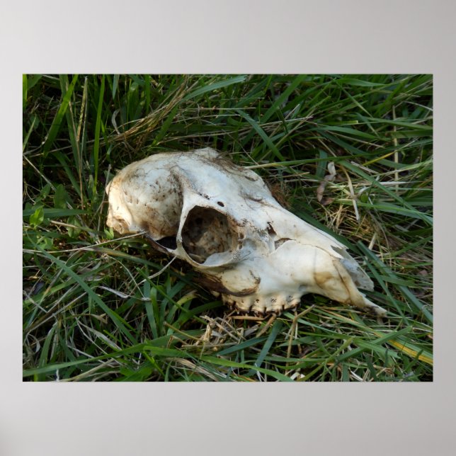 Deer Skull Poster (Frente)