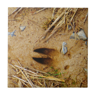 Deer Track