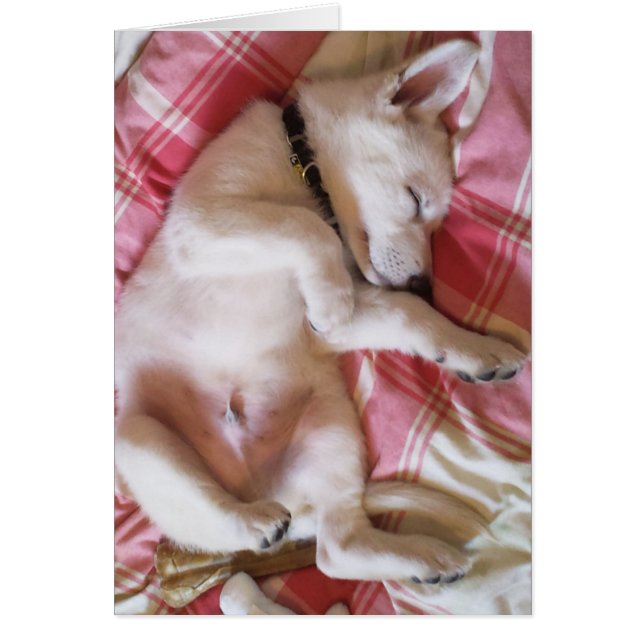 Deixe Cães Dormindo Cartão (Frente)