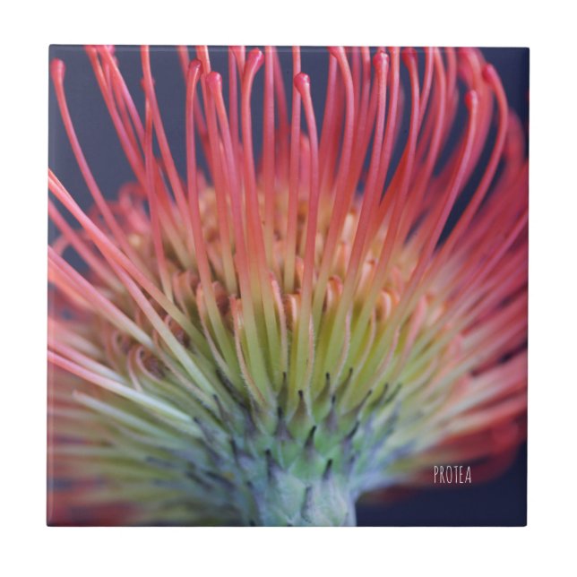 DEKO FLIESE "PROTEA" (Frente)