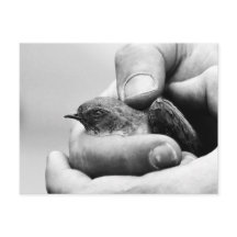 Delicado - cartão postal