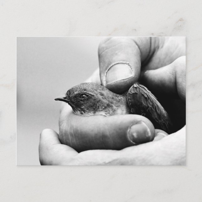 Delicado - cartão postal (Frente)