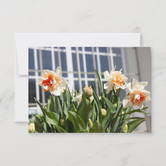 Delicados narcisos fofos da primavera  (Frente)