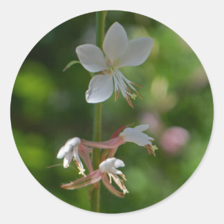 Delicar Adesivos De Flores De Foto De Gaura Rosa