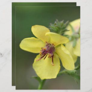 Delicar Flor Amarelo Fechar Scrapbook