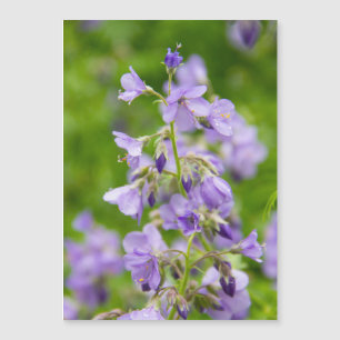 Delicar flores azuis num campo verde num primavera