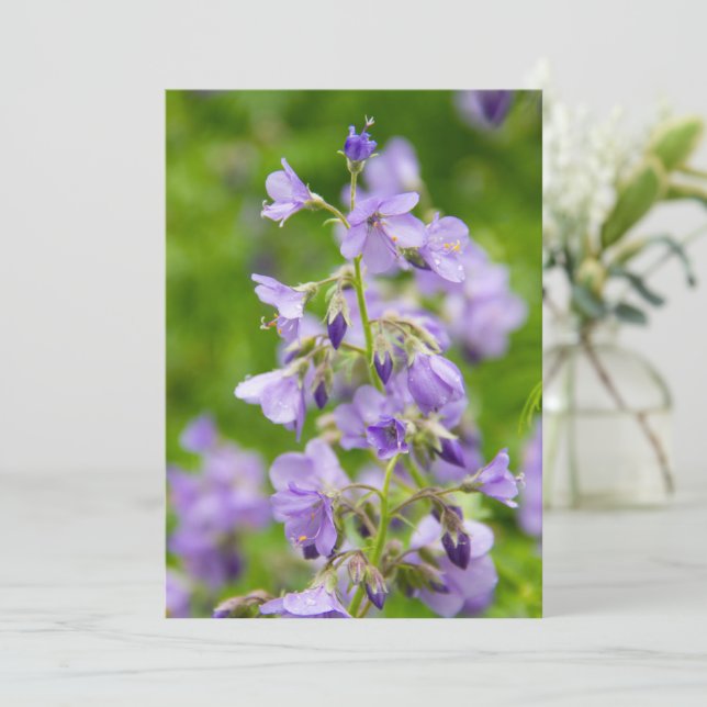 Delicar flores azuis num campo verde num primavera (Em pé/Frente)