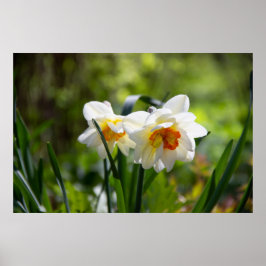 Delicate cute daffodils spring poster