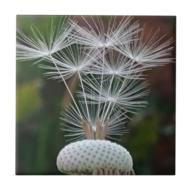Delicate Dandelion Seeds  (Frente)