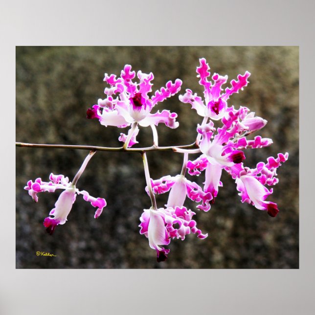Delicate Orchid Blossoms Wall Art 28x22 Poster (Frente)