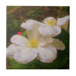 Delicate White Clematis Flower