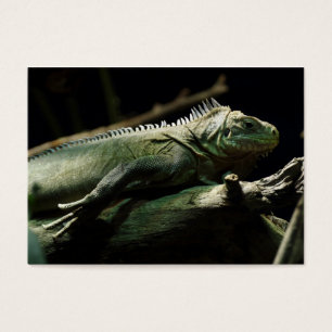 Delicatissima da iguana