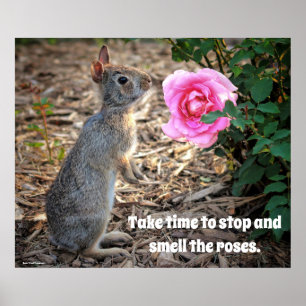 Demore a cheirar o Poster de Rosa