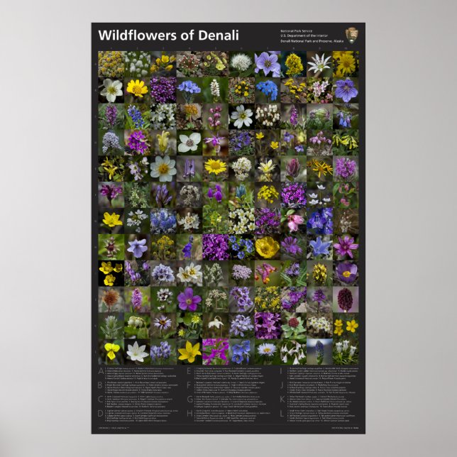 Denali Wildflower Poster (Frente)