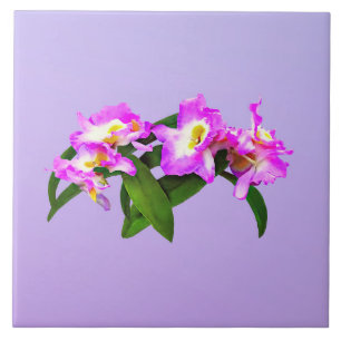 Dendrobium Angel Moon 'Carta de Amor'