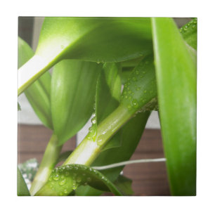 Dendrobium Orquídeo colado