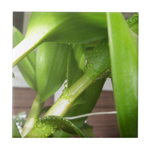 Dendrobium Orquídeo colado (Frente)