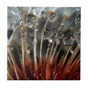 Dente-de-leão e gotas de água, CA