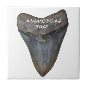 Dente do tubarão de Megalodon
