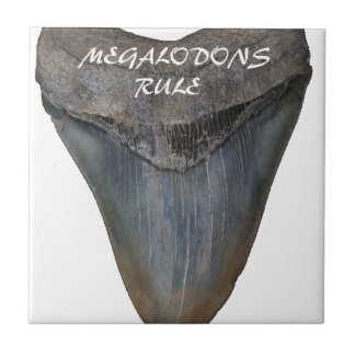 Dente do tubarão de Megalodon
