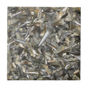 Dentes de tubarão fósseis