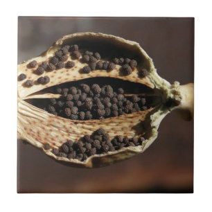 Dentro de um vagem da flor da papoila