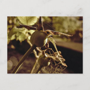 Depois que o Amor se foi. Cartão Postal