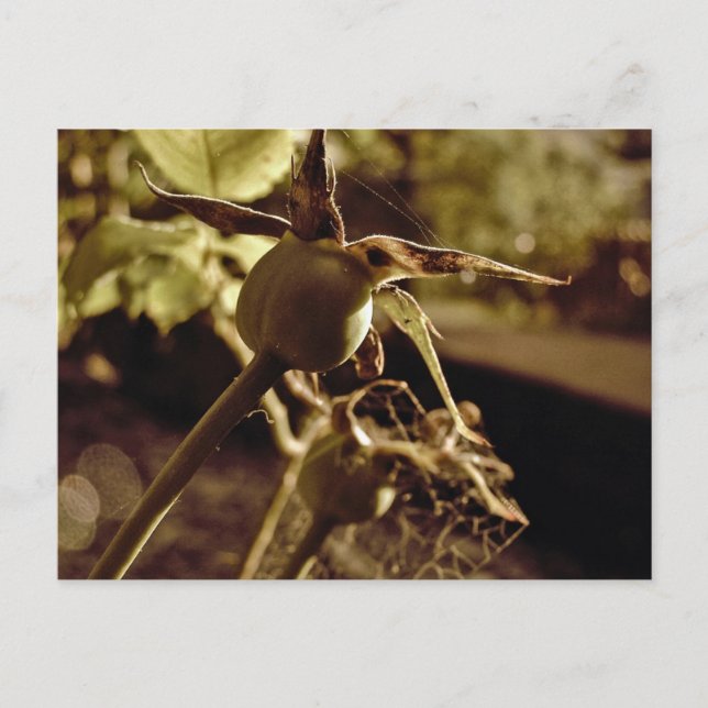 Depois que o Amor se foi. Cartão Postal (Frente)