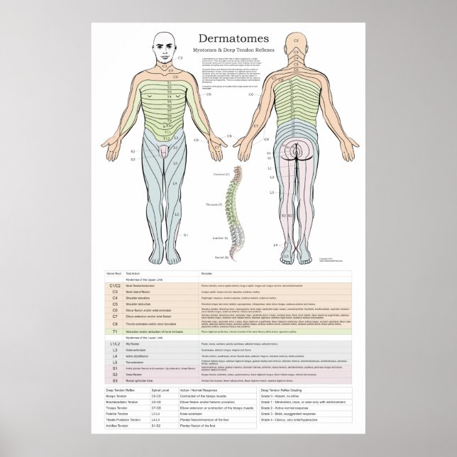 Dermatomas, Myotomes e Poster DTR (Frente)