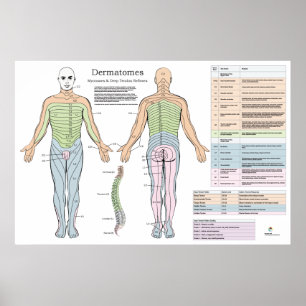 Dermatomas Myotomes Reflexos Poster Chiroprático