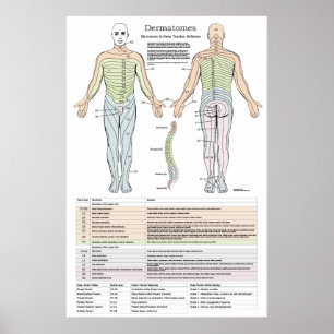 Dermatomes, Myotomes e poster de DTR