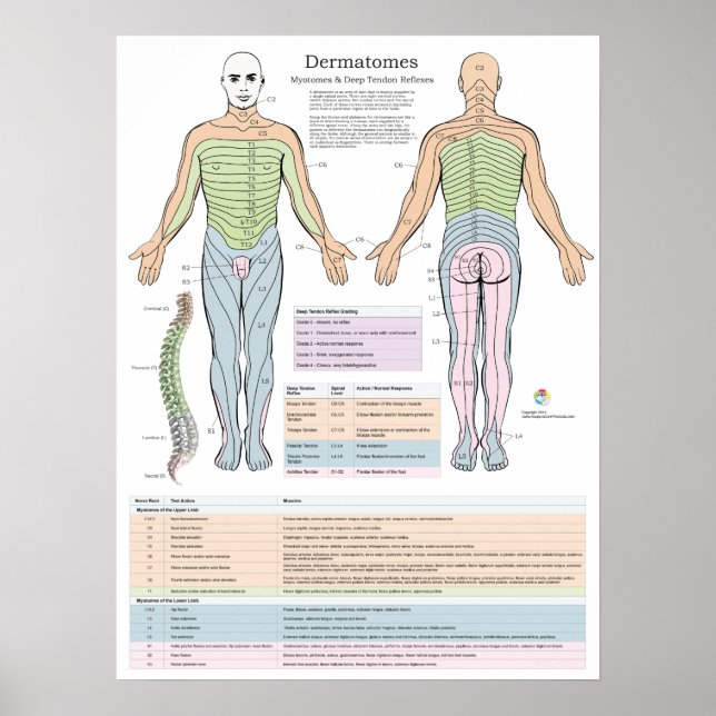 Dermatomos Myotomes e Poster DTR Chiropractic (Frente)