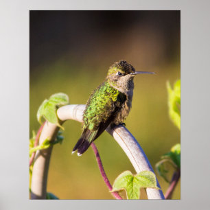 Descanso de Hummingbird 16 x 20 Poster